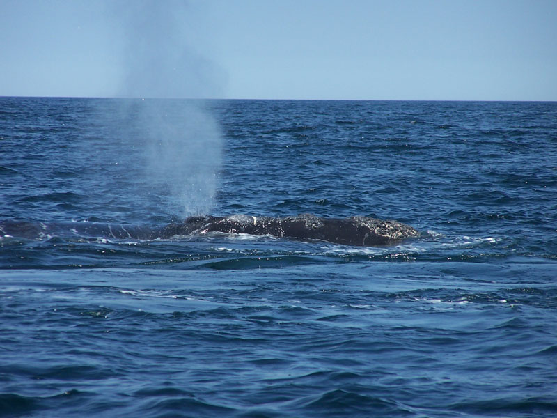 right whale.jpg