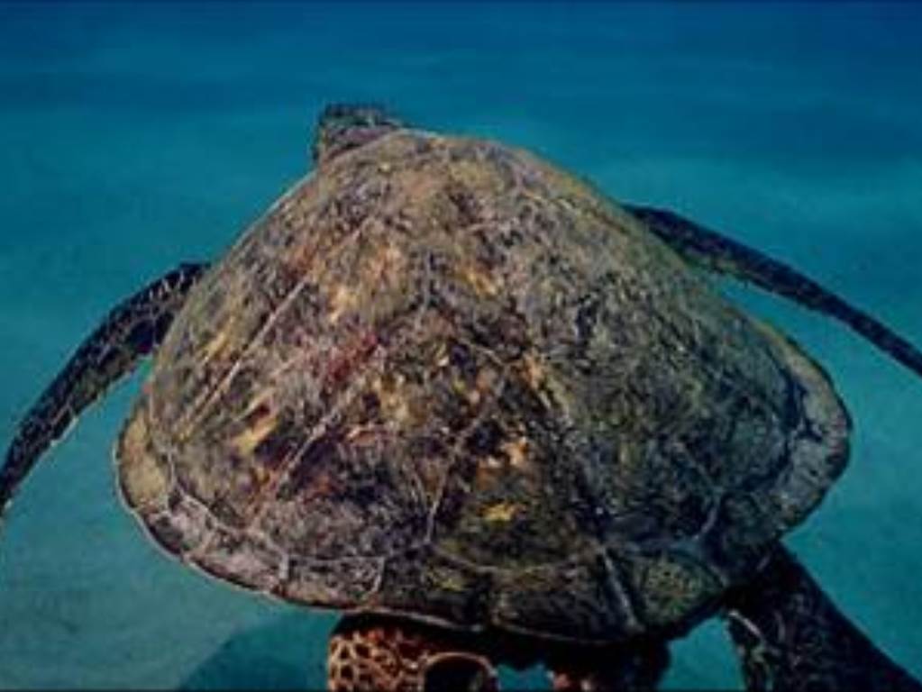 OliveRidleySeaTurtle_image2.jpg