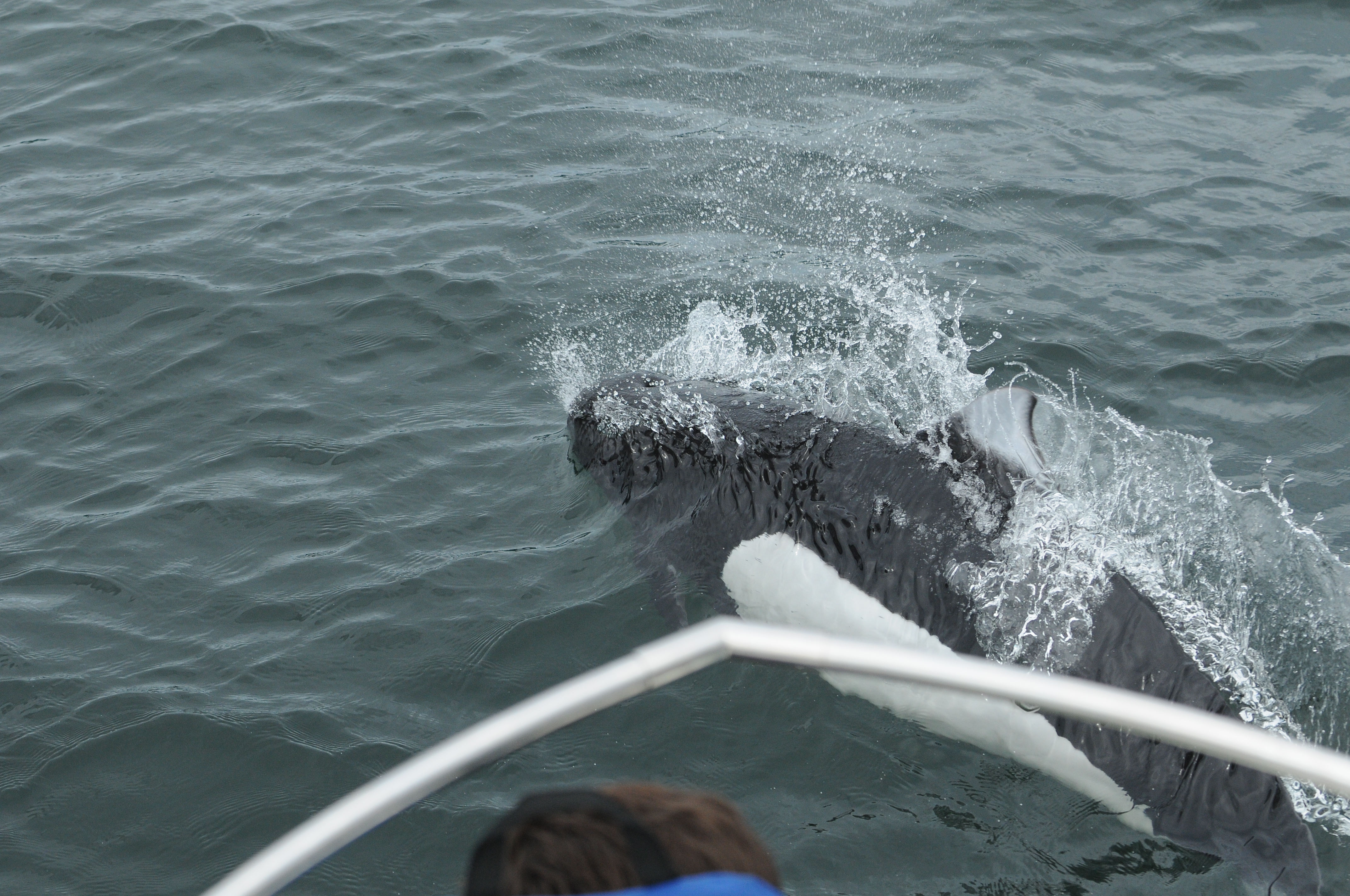 Dall's porpoise bow riding.jpg