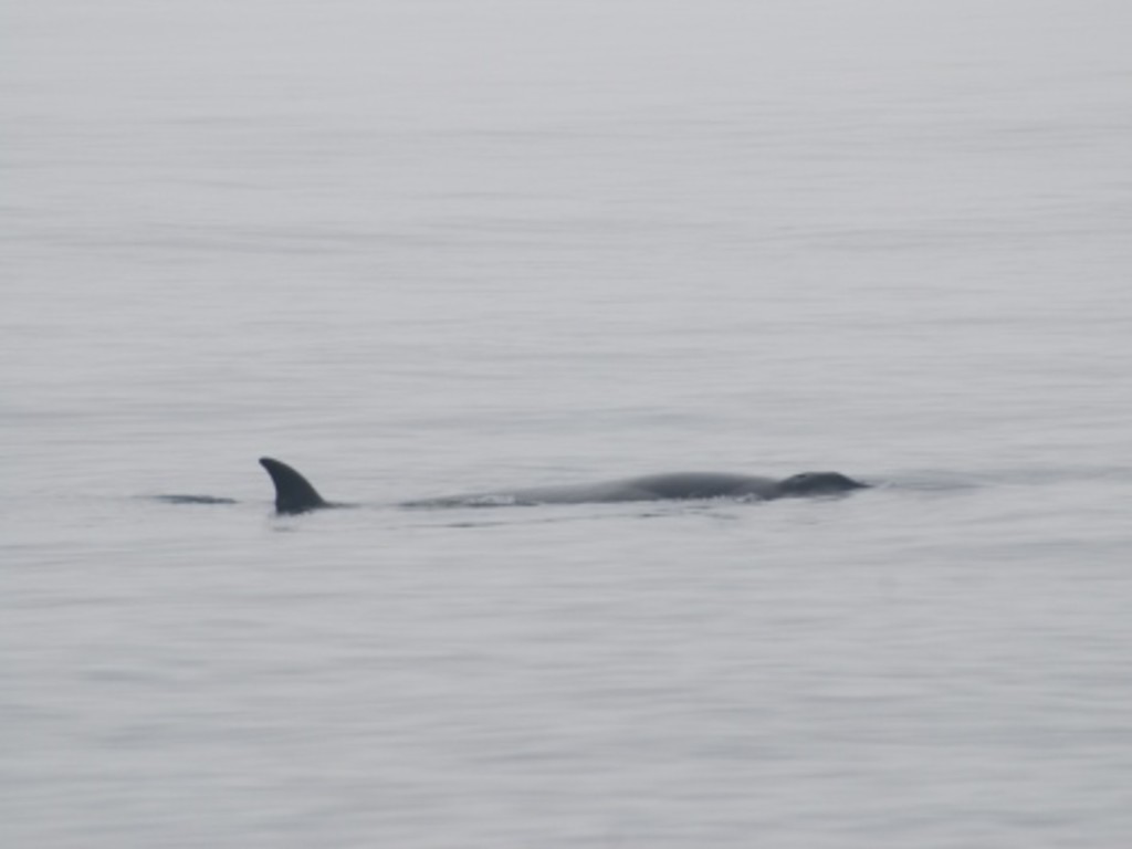 sei whale.jpg