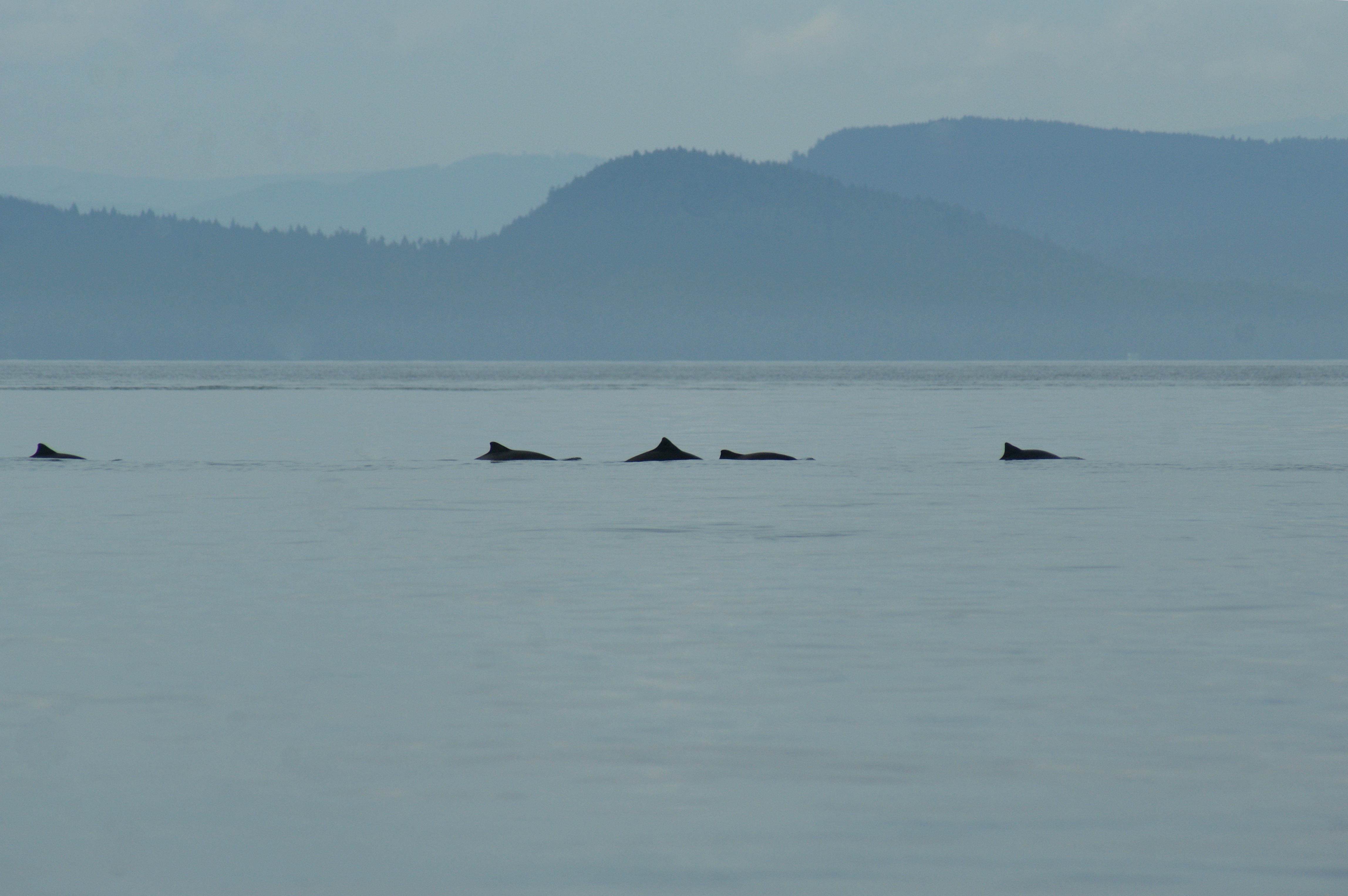 Harbour porpoise group.jpg