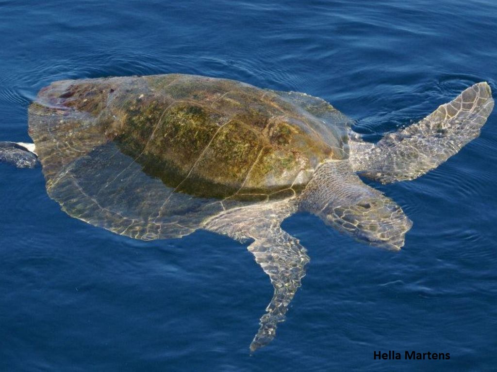 OliveRidleySeaTurtle_image1.jpg