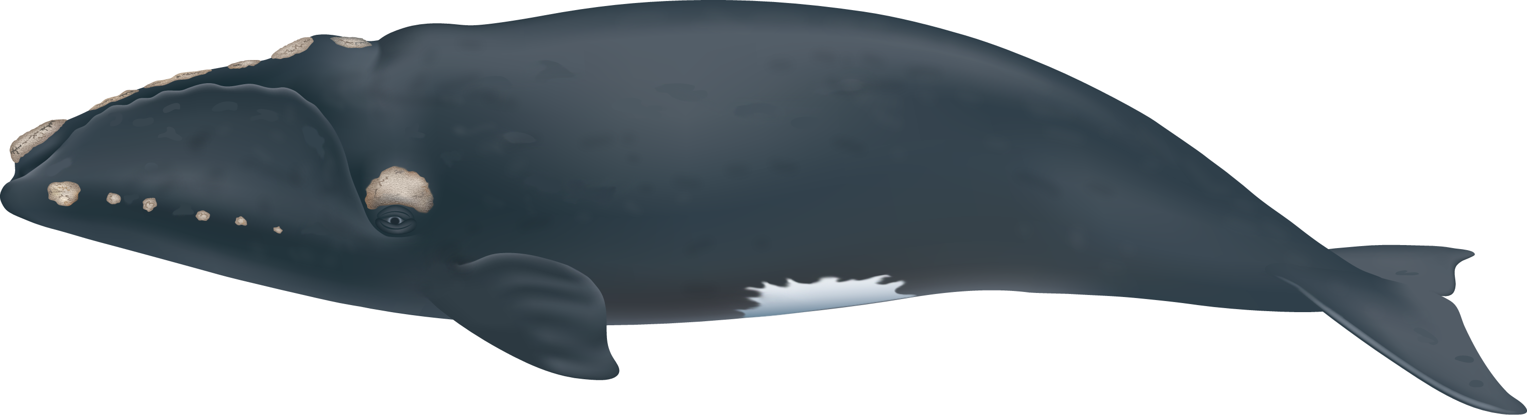 North Pacific right whale.png