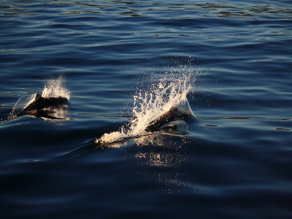 Rooster Tail_resized_credit Carla Crossman.jpg