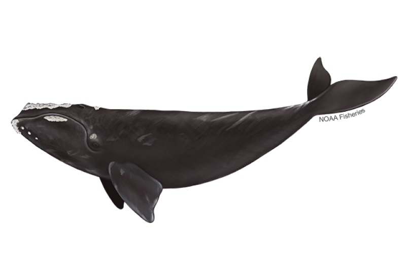 North-Atlantic-Right-Whale-NOAAFisheries.png