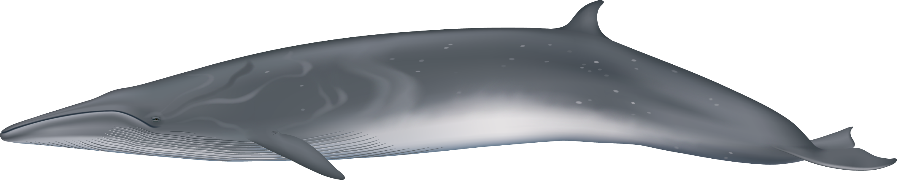 sei whale illustration.png