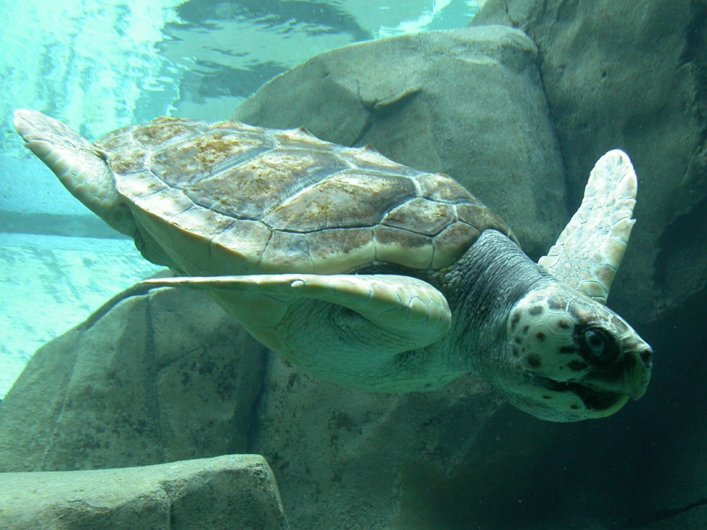LoggerheadSeaTurtle_image2.jpg