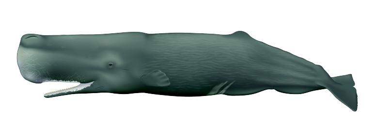 Physetmacrocephalusmale (1).png